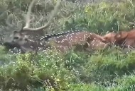 梅花鹿闯工地攻击人,梅花鹿攻击人危险吗