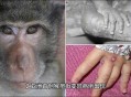 带多种病毒猴子逃跑,南京多地出现猴子了，会不会携带病毒啊？