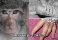 带多种病毒猴子逃跑,南京多地出现猴子了，会不会携带病毒啊？