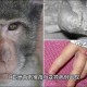 带多种病毒猴子逃跑,南京多地出现猴子了，会不会携带病毒啊？