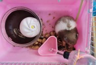 宠物鼠被带上高铁,宠物鼠被带上高铁引争议