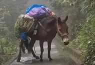 看手机被骡子撞下山,山上的人是怎么下山？