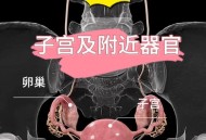 有公司开发人造子宫 ,有公司开发人造子宫的吗