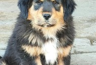 流浪狗基地现狗吃狗,请问长沙有没有收留藏獒的地方？