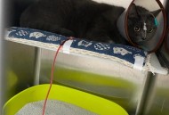 宠物医院输血1次4千,宠物医院输血1次4千多正常吗