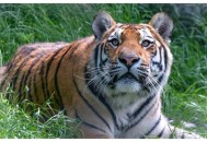 发114个淫秽视频获刑,老虎的寿命是多少？