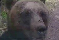 日本熊有吃人痕迹,熊吃人不？