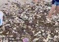 台风后海边海鲜遍地,三亚台风频繁吗？是否会影响海鲜的价格？
