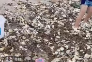 台风后海边海鲜遍地,三亚台风频繁吗？是否会影响海鲜的价格？