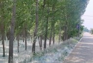 农户杨树被禁止砍伐,国家有规定砍杨树通知吗？