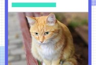 猫打疫苗6天后死亡,猫咪注射了过期疫苗？