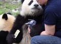 日本盯上台湾大熊猫,日本看大熊猫
