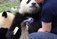 日本盯上台湾大熊猫,日本看大熊猫