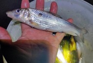 裙内查获229条活鱼,彩裙鱼是什么鱼？