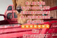 走失小狗等主人8小时,走失小狗等主人8小时会怎样