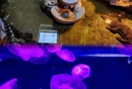 大洋极地也能种菜了,泉城海洋极地世界吃饭方便吗？