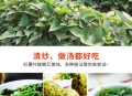 红薯叶一斤卖300,红薯叶一斤卖300贵吗