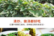 红薯叶一斤卖300,红薯叶一斤卖300贵吗
