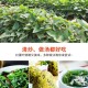 红薯叶一斤卖300,红薯叶一斤卖300贵吗