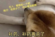 点拼好饭被骂狗饭,狗狗吃饱饭之后老是哼哼？
