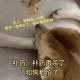 点拼好饭被骂狗饭,狗狗吃饱饭之后老是哼哼？