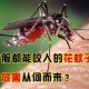 花蚊子为什么这么毒,花蚊子最怕的克星