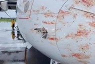 客机空中与鸟群相撞,客机空中与鸟群相撞视频