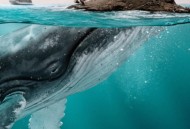 海边现12米鲸鱼尸体,鲸鱼尸体为什么出现在汕头海滩？