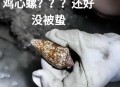 三亚一酒店虫子成群,三亚咬人的虫是什么虫？