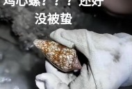 三亚一酒店虫子成群,三亚咬人的虫是什么虫？