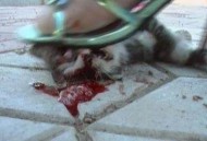 老师当学生面踩死猫,踩死小猫需要负责任吗？