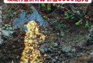四川发现超80吨金矿,四川发现超80吨金矿事件