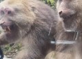 被大猩猩反向投喂,被大猩猩反向投喂怎么办