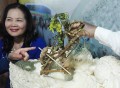 在港买参被宰近万元,香港能种植人参吗？