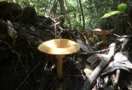 吃菌中毒3死2伤,婺源一家3人误食野蘑菇中毒，医疗费高昂盼社会救助, 你怎么看？