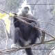 白头叶猴50米速降,白头叶猴吃什么？