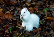 四川惊现白色小松鼠,松鼠寿命有多长？