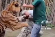 驯兽师遭虎袭击身亡,训老虎的人为什么不怕老虎呢？