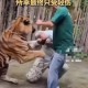 驯兽师遭虎袭击身亡,训老虎的人为什么不怕老虎呢?