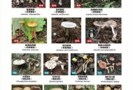 食野生蘑菇被送ICU,苏州一家四口吃了公园采回的毒蘑菇，住进ICU。如何避免食用毒蘑菇？