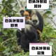 白头叶猴50米速降,白头叶猴温顺吗？