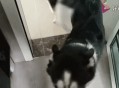 男童被犬只撕咬下体,我家小公狗看见小母狗就上，但母狗主人又不允许它乱来，觉得它好可怜！有什么好主意？