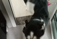 男童被犬只撕咬下体,我家小公狗看见小母狗就上，但母狗主人又不允许它乱来，觉得它好可怜！有什么好主意？