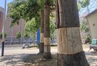 农户杨树被禁止砍伐,农户杨树被禁止砍伐怎么办