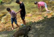 猴子出逃假照引恐慌,猴子出逃记