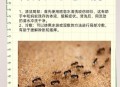 被蚂蚁咬伤身亡,蚂蚁咬了怎么处理？不会中毒吧？