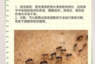 被蚂蚁咬伤身亡,蚂蚁咬了怎么处理？不会中毒吧？