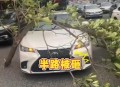 男子台风天被树砸伤,台风天，单位不放假。上班途中被树木砸到了，算不算工伤？