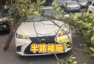 男子台风天被树砸伤,台风天，单位不放假。上班途中被树木砸到了，算不算工伤？