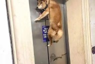 小狗被关后备箱闷死,狗在后备箱憋死了